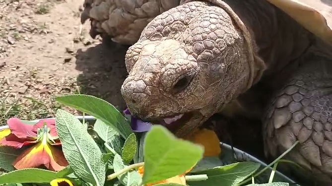 Sulcata Tortoise feeding